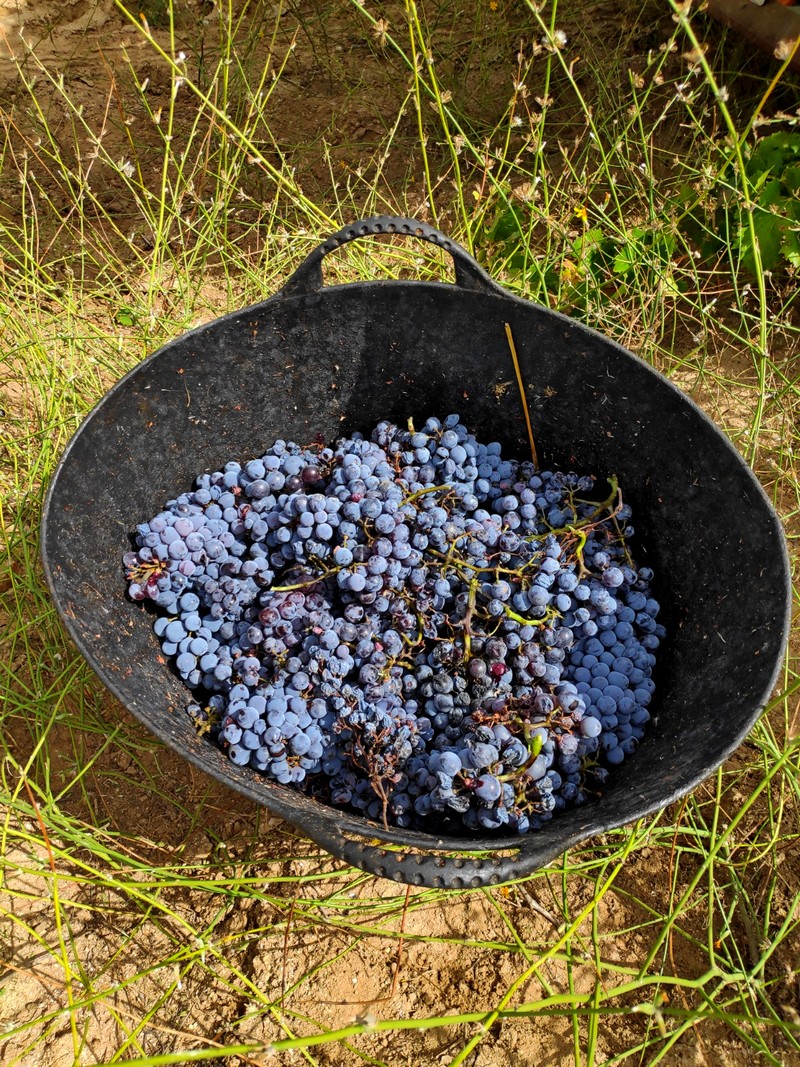 De tal cepa, tal vino /Por Catalina González Ramírez