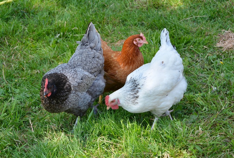 Huevos de gallinas felices / Por Manuel Gómez Sabogal