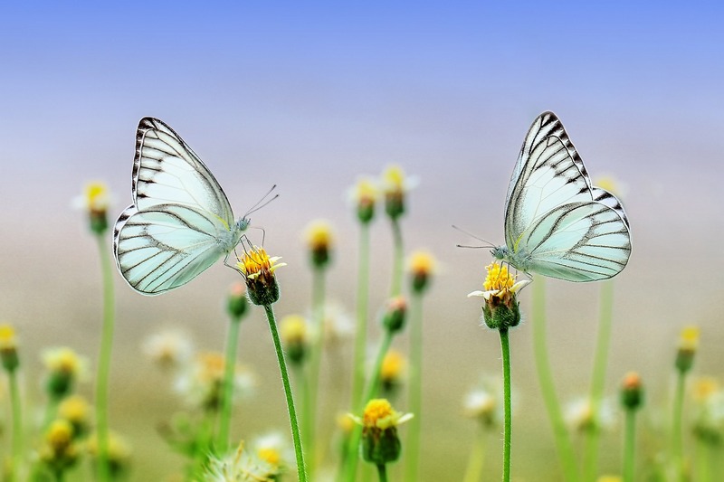 Naturaleza y capital Por Juan Diego García