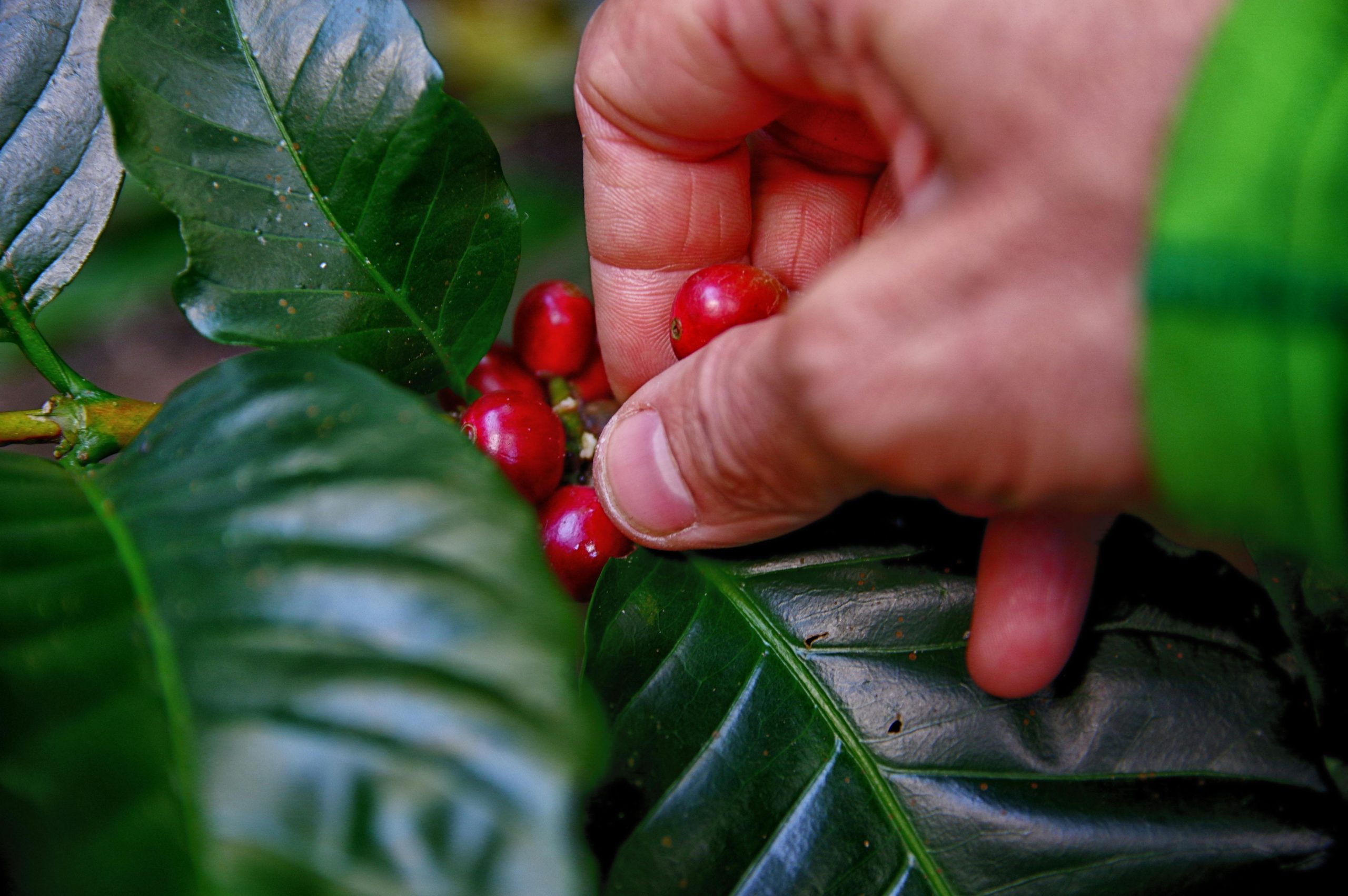 LOS AGRONEGOCIOS EN CAFÉ, ALTERNATIVA PARA SALIR DE LA CRISIS