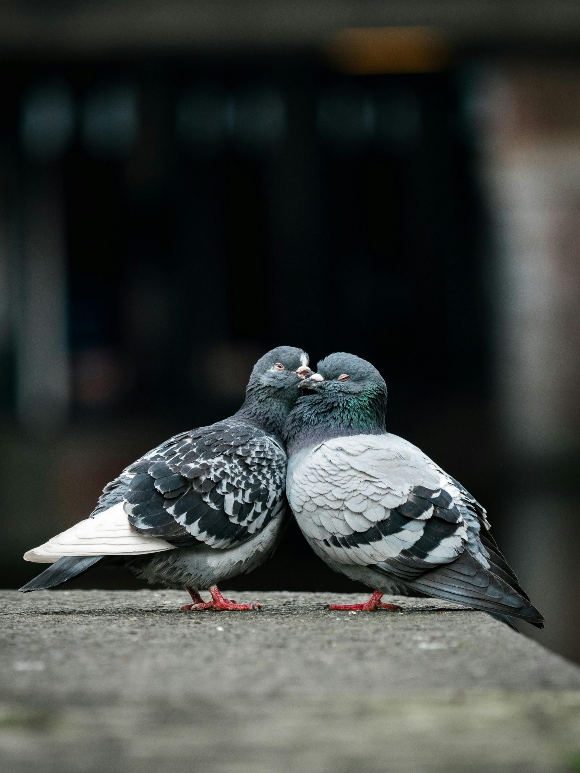 LAS PALOMAS, AMADAS Y ODIADAS