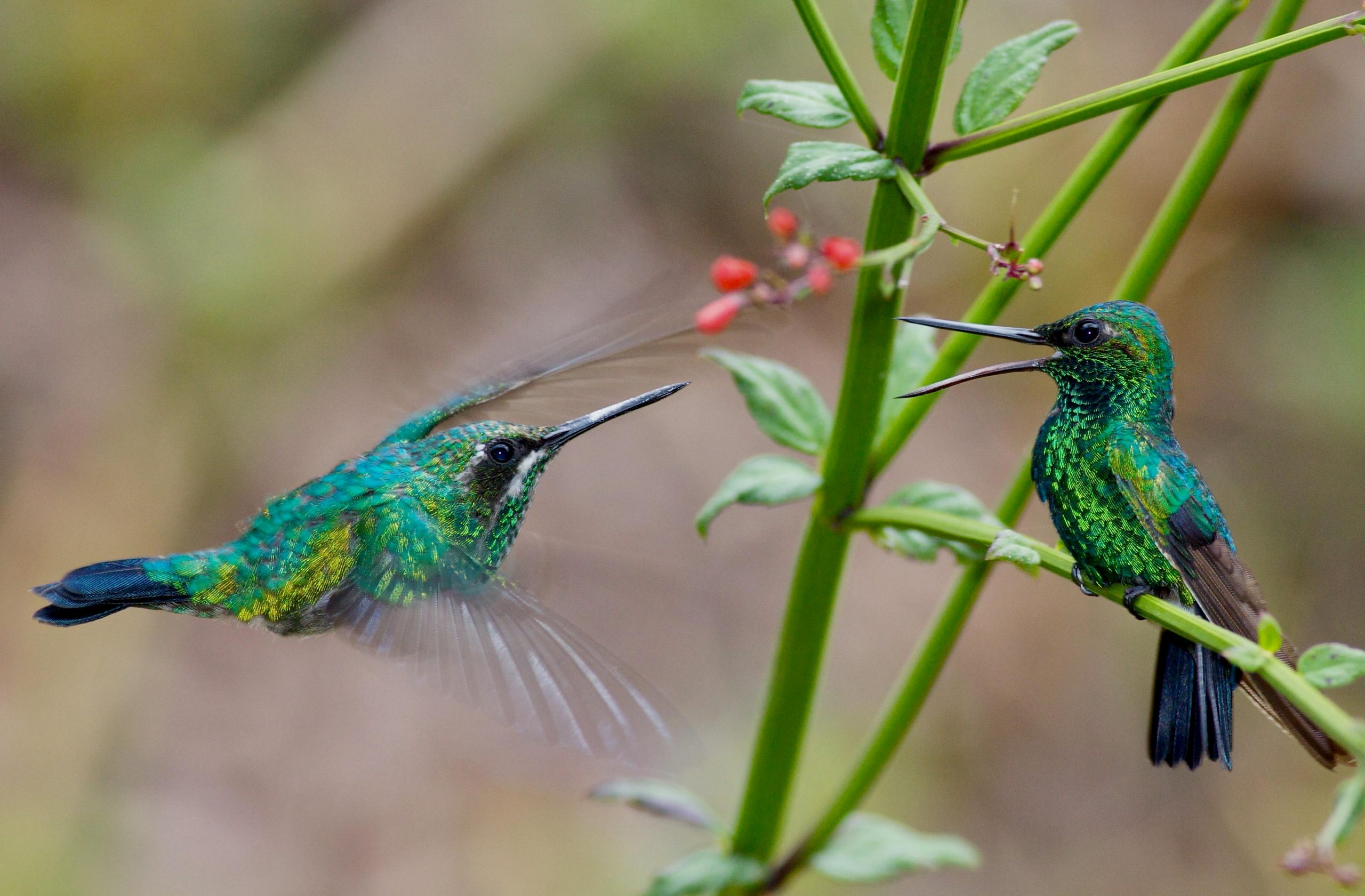 REFLEXIONES SOBRE EL DEVENIR HISTÓRICO DE “EL PARAISO DE LOS COLIBRÍES”
