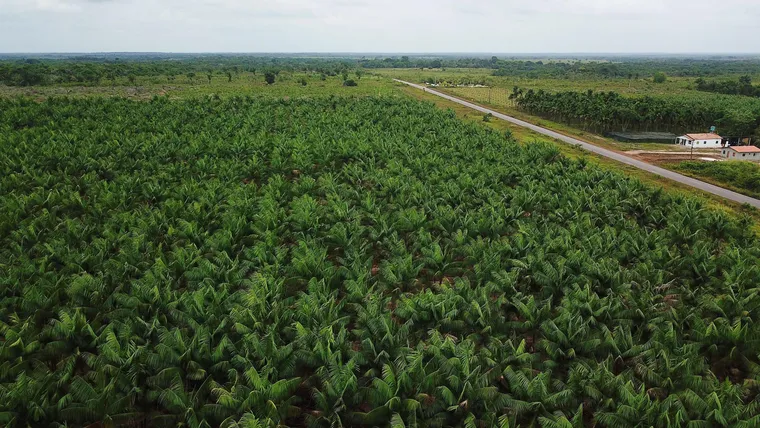 AÇAÍ Y NAIDÍ SON SOLO UNO