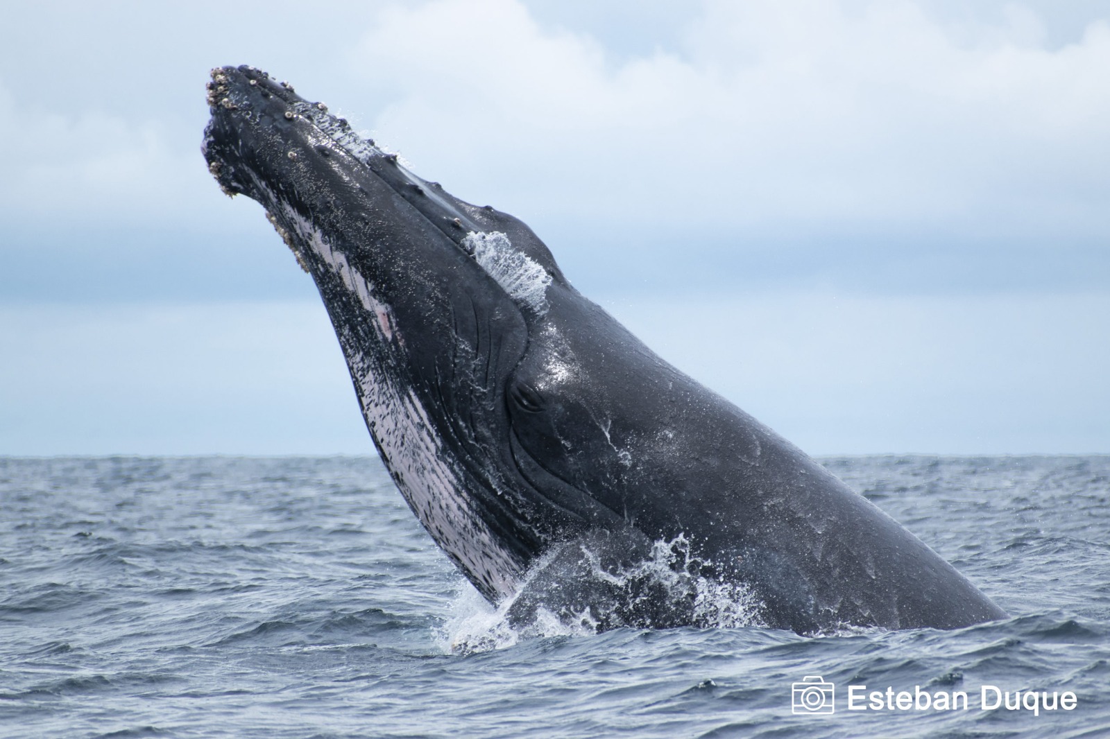 Las ballenas jorobadas y sus canciones propias
