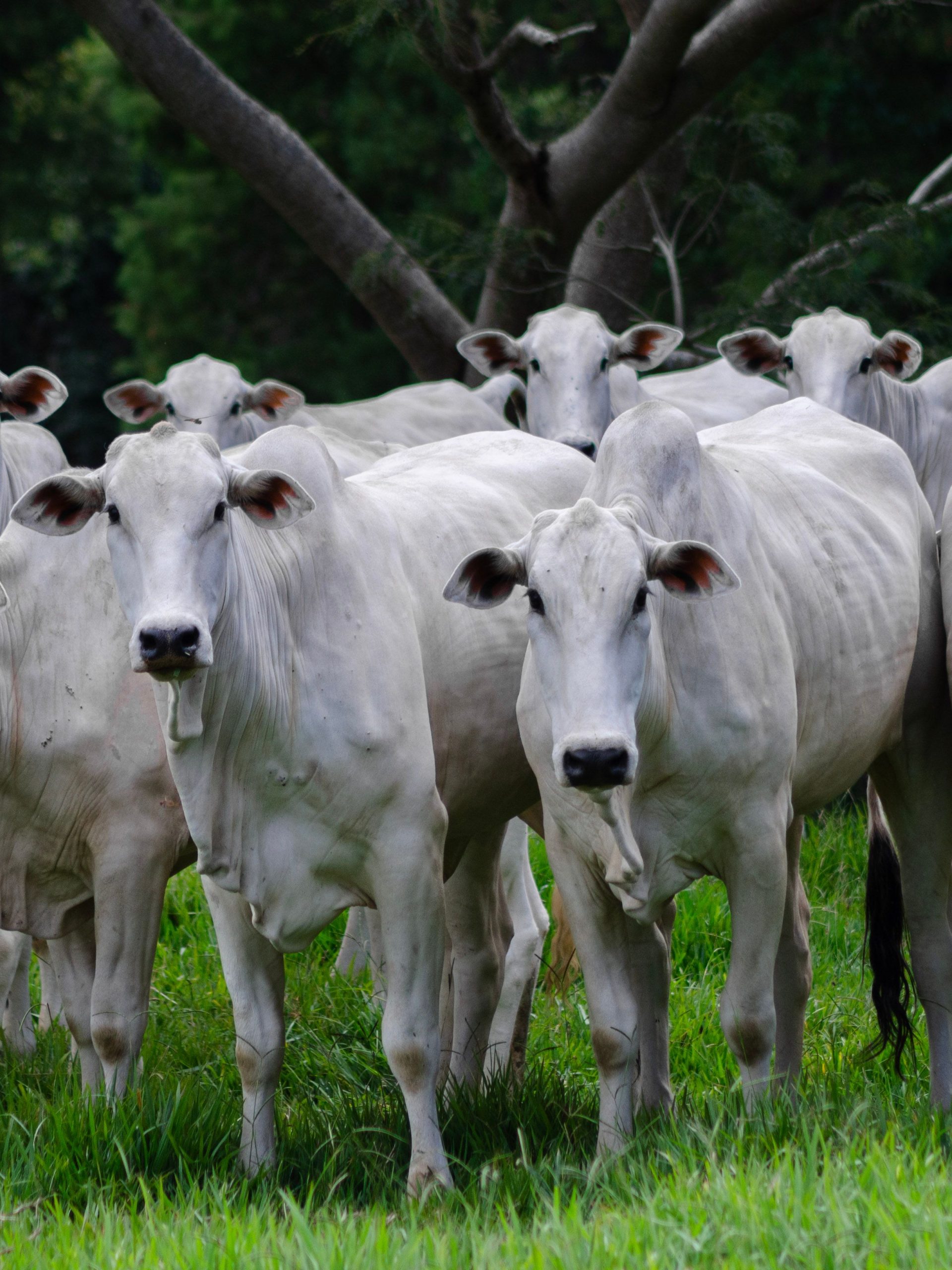 Augurio de lo que le espera al sector agropecuario
